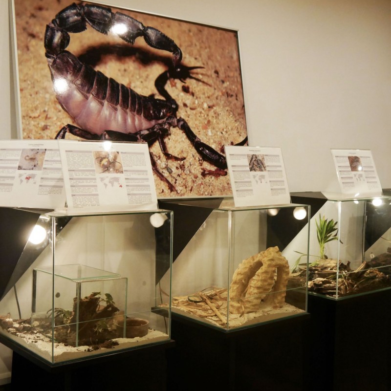 Pająki i skorpiony w Domu Kultury w Kętach