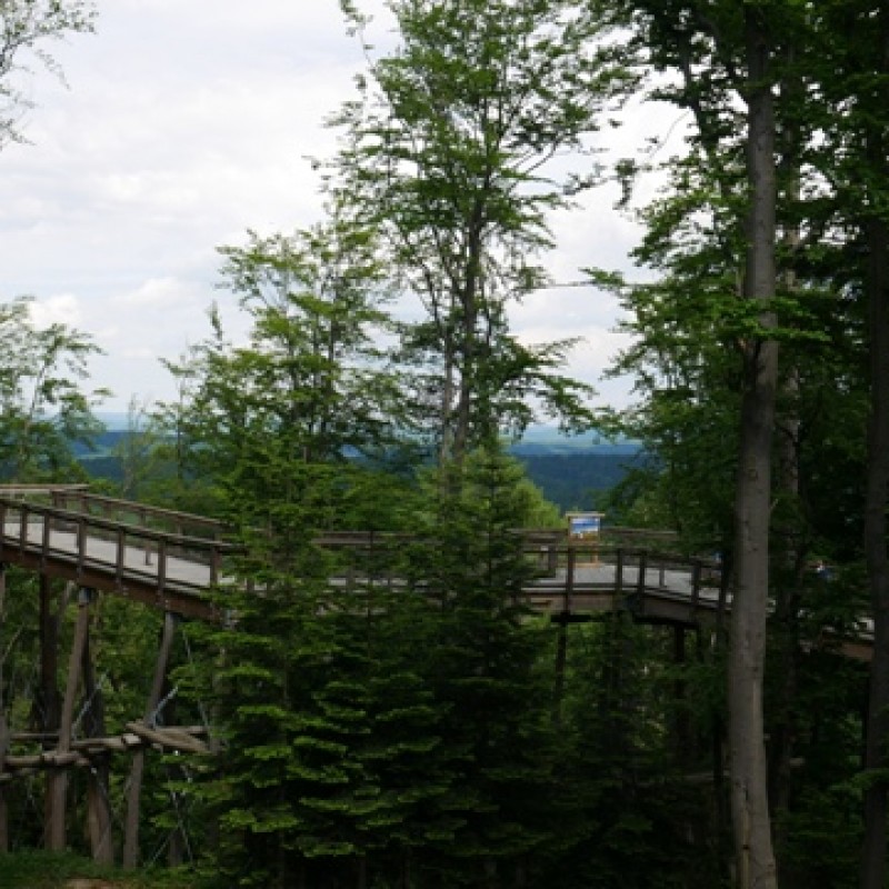 Drewniana ścieżka prowadząca do tarasu widokowego wśród drzew.
